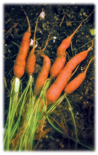 finally.carrots.jpg