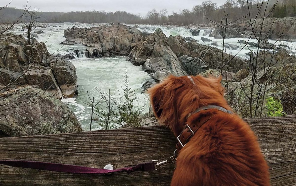 Image of Nathaniel Philbrick's dog Dora looking at waterfalls