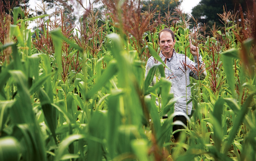 Image of David Lobell standing in a corn field