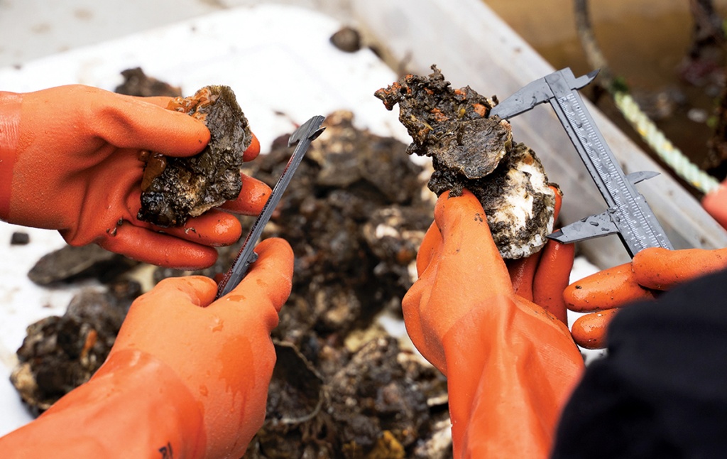 photo of hands shucking oysters