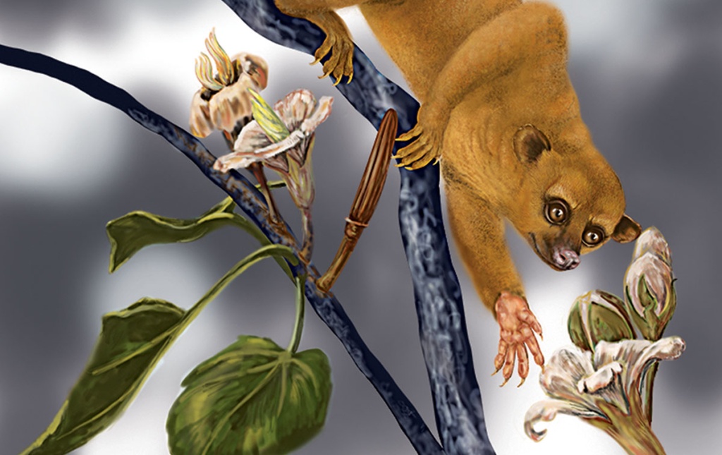 Illustration by Carol E. Underwood of a mammal climbing down a branch.