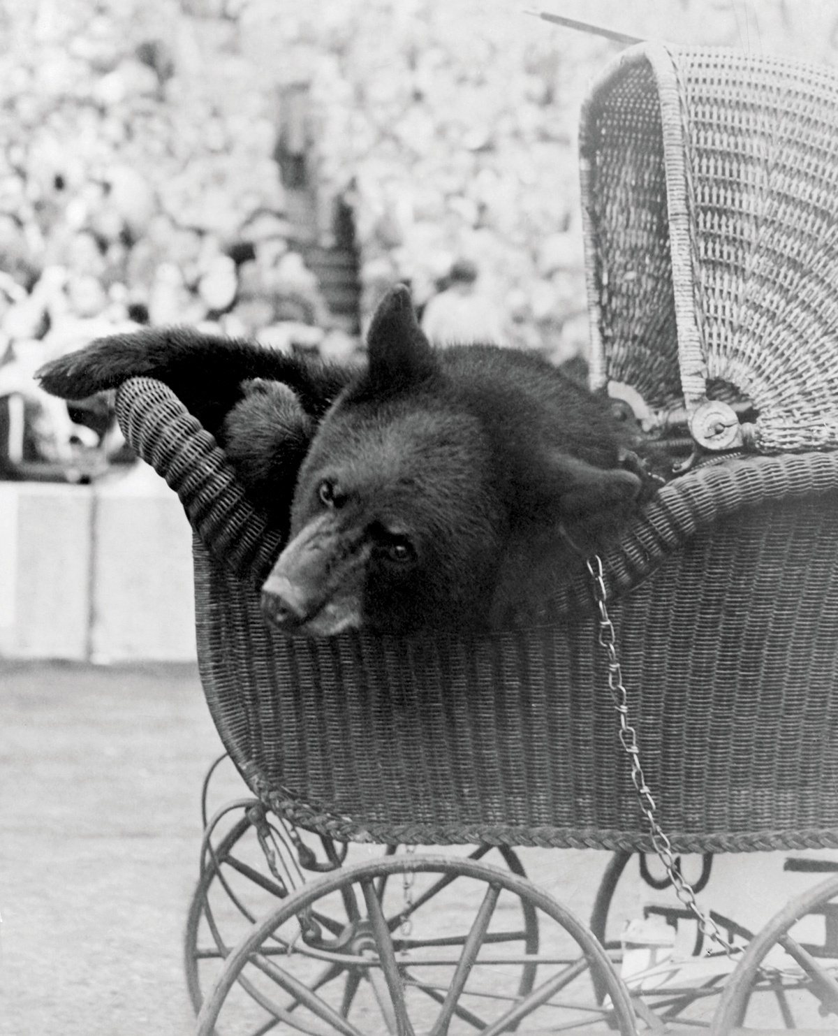 A vintage photograph of a bear in a baby carriage, from 1948.