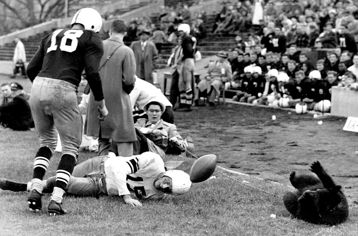 Vintage photograph of a bear on the sidelines of a football game.