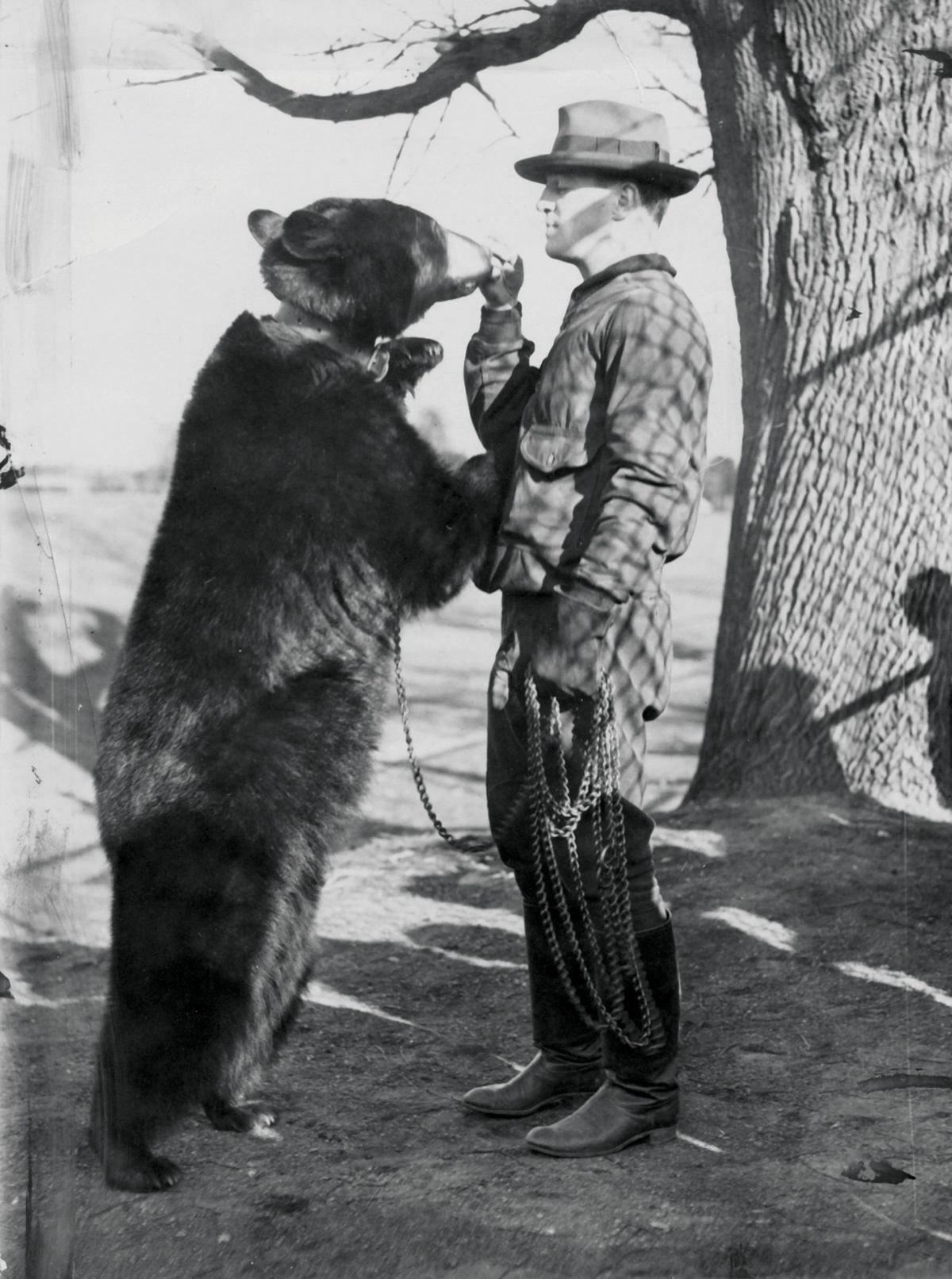 A vintage photograph of a bear standing next to its handler.