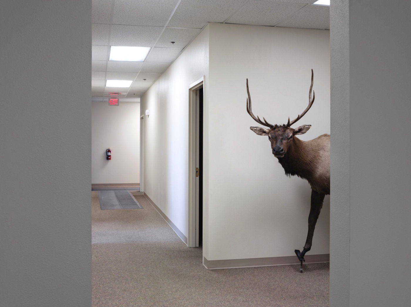 A stuffed elk stands in an office hallway.