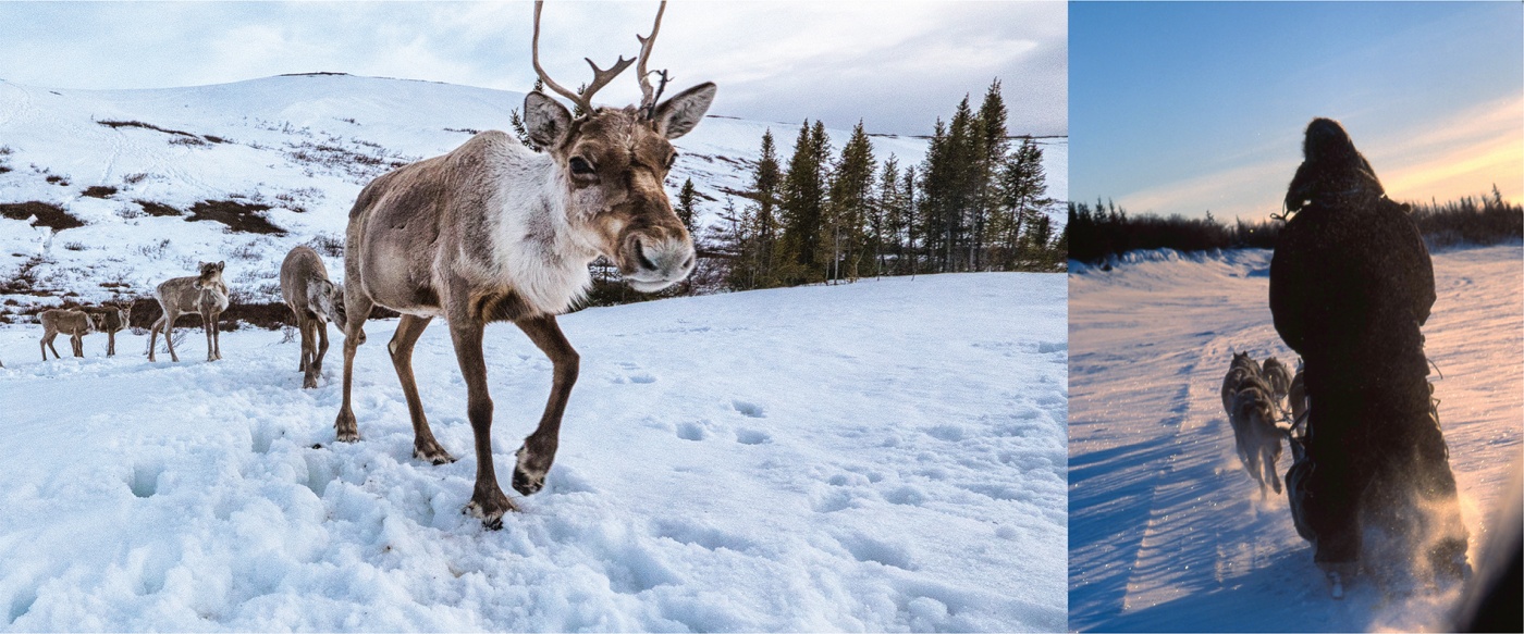 Caribou and dog sled trekking