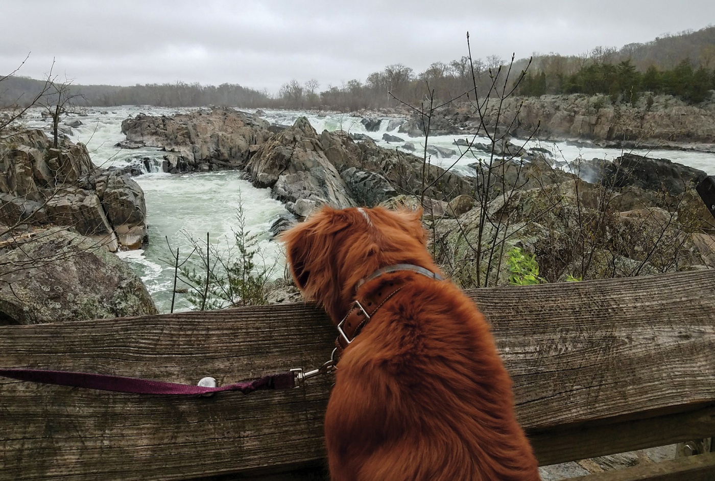 Image of Nathaniel Philbrick's dog Dora looking at waterfalls