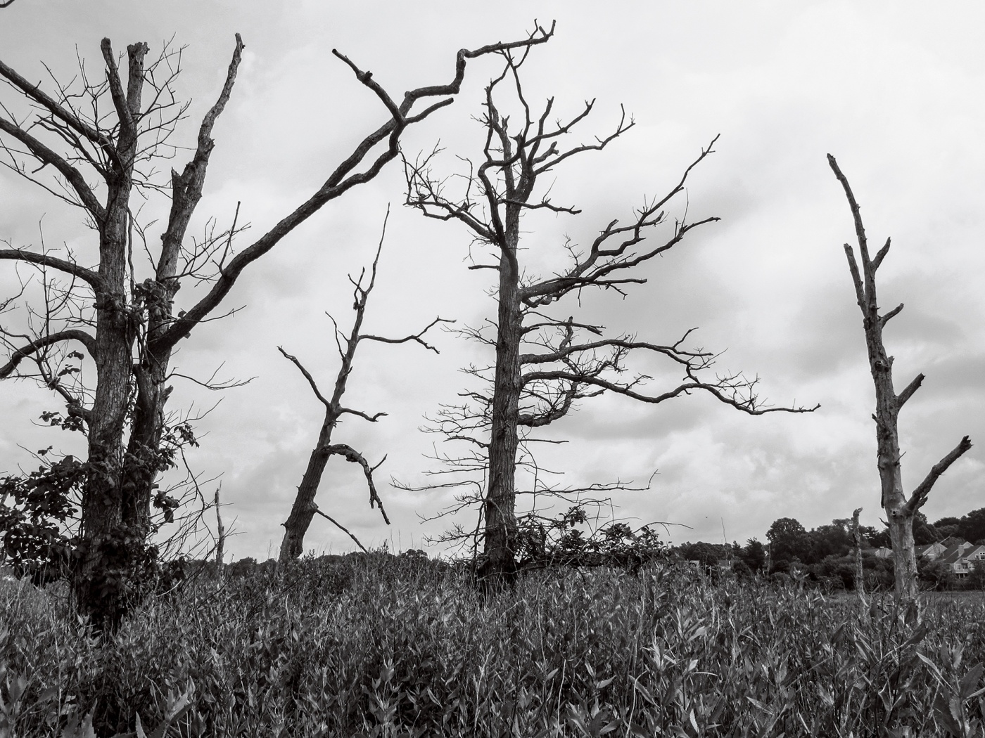 photo of tupelo trees