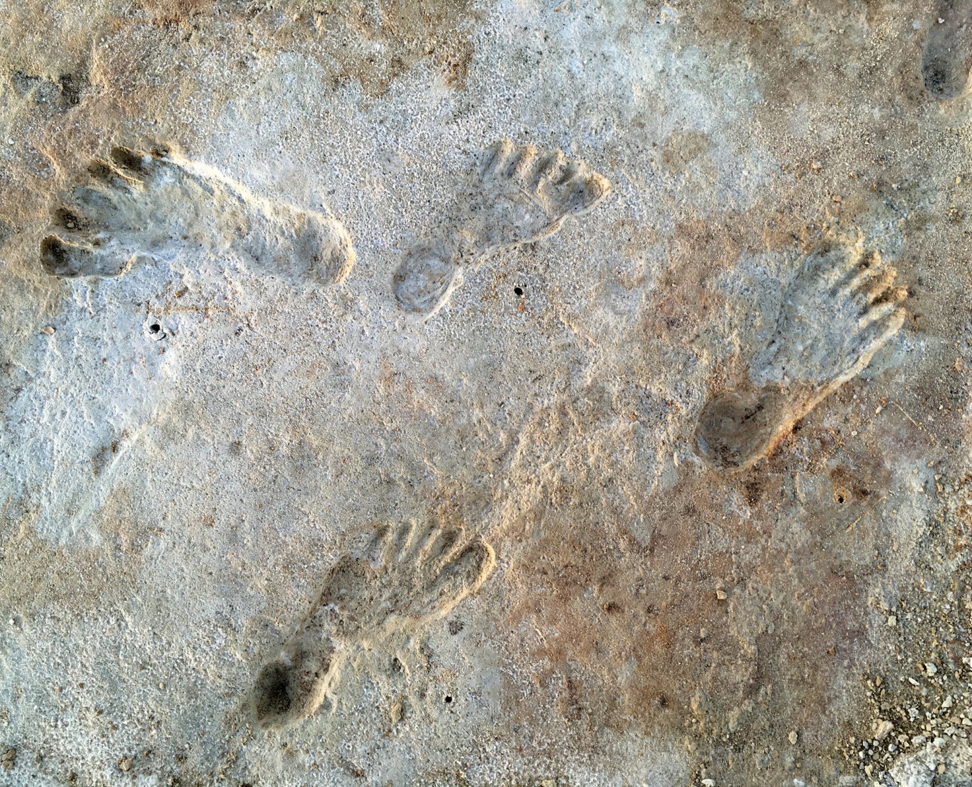 Image of ancient footprints in New Mexico