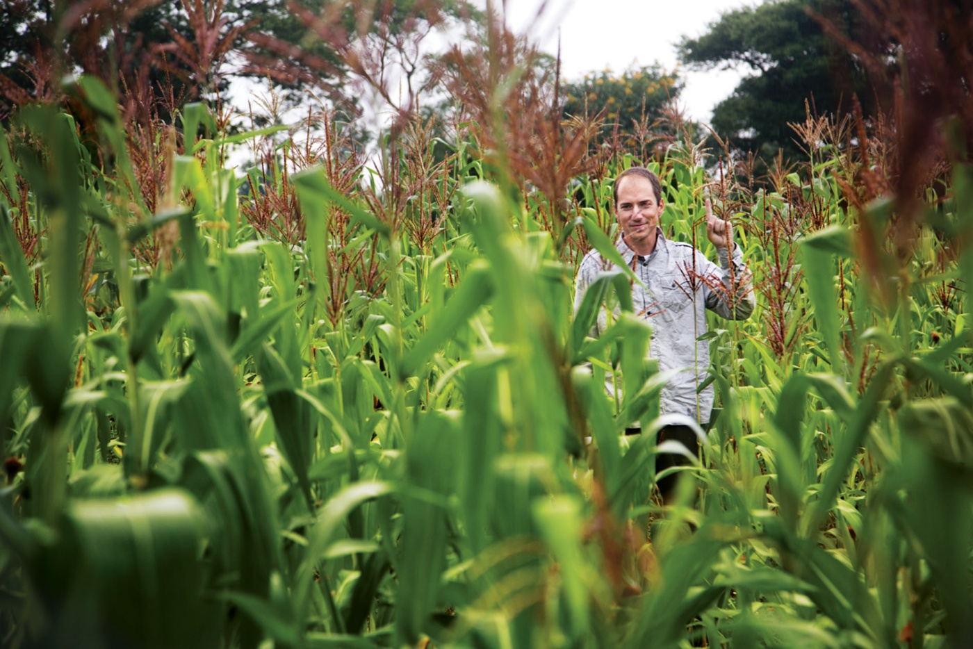 Image of David Lobell standing in a corn field