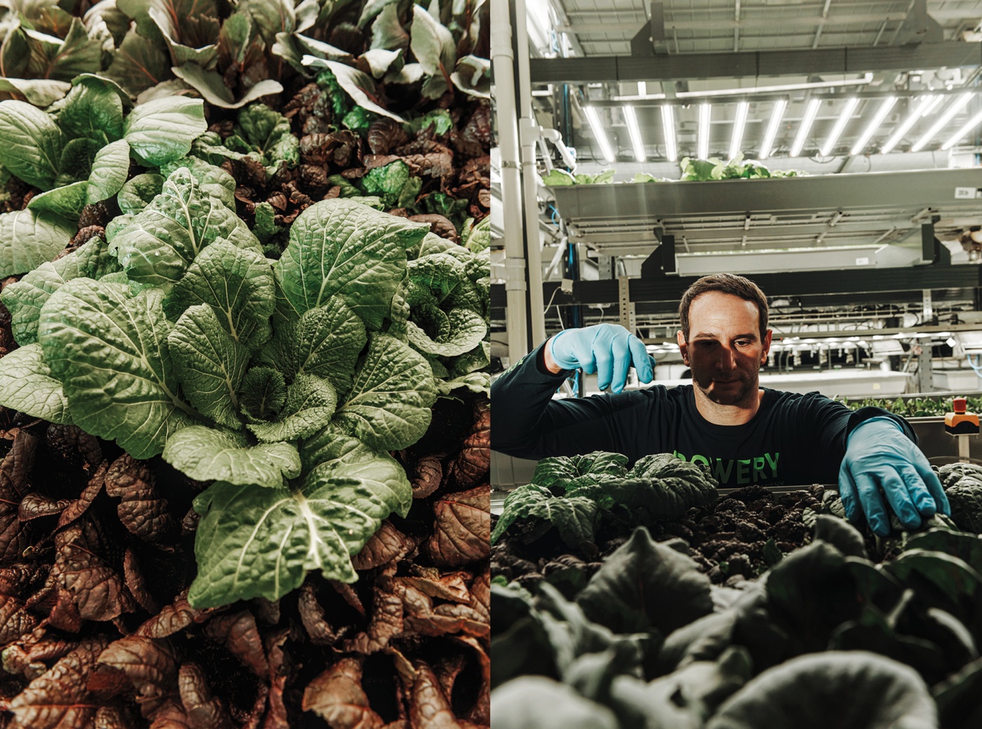 pair of photos of Irving Fain ’02 examining greens