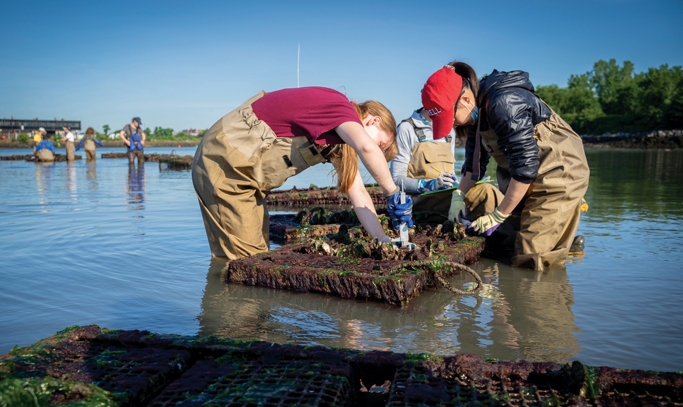Photo of young people harvesting oysters