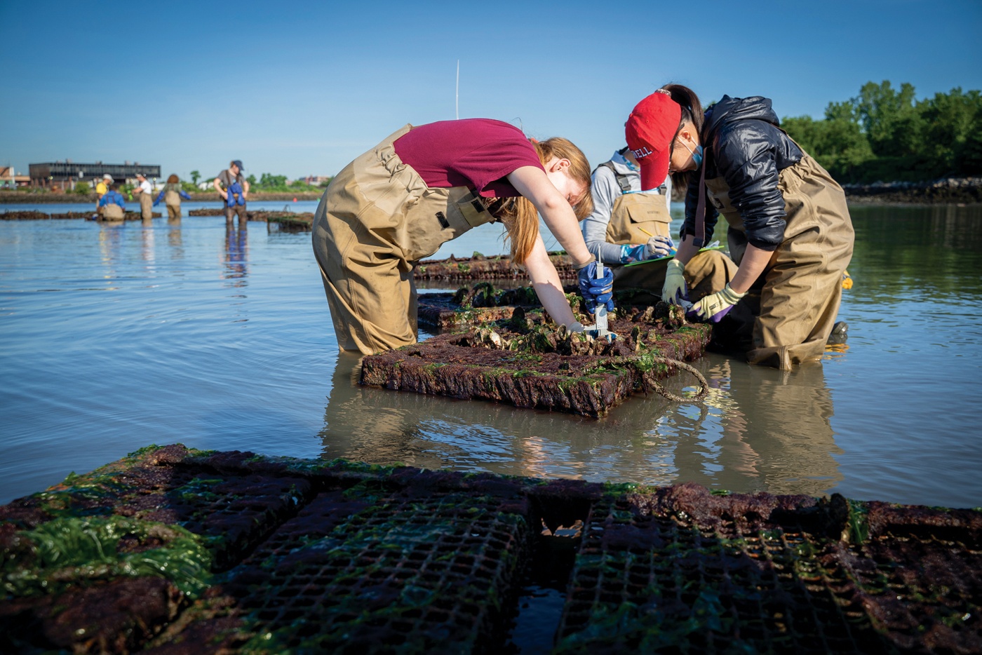 Image of two people knee-deep in water harvesting oysters with an oyster cage in the foreground.
