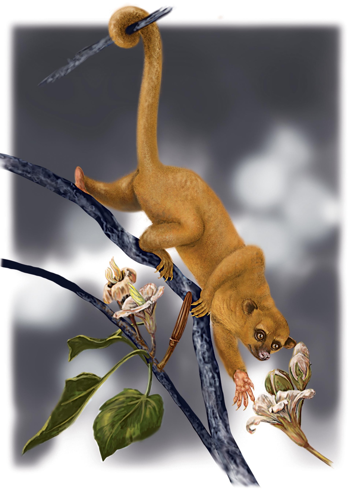 Illustration by Carol E. Underwood of a mammal climbing down a branch.