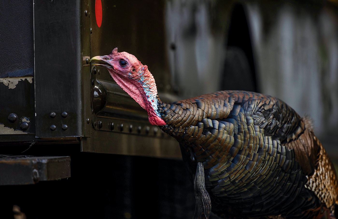 A turkey pecking the bumper of a brown van.