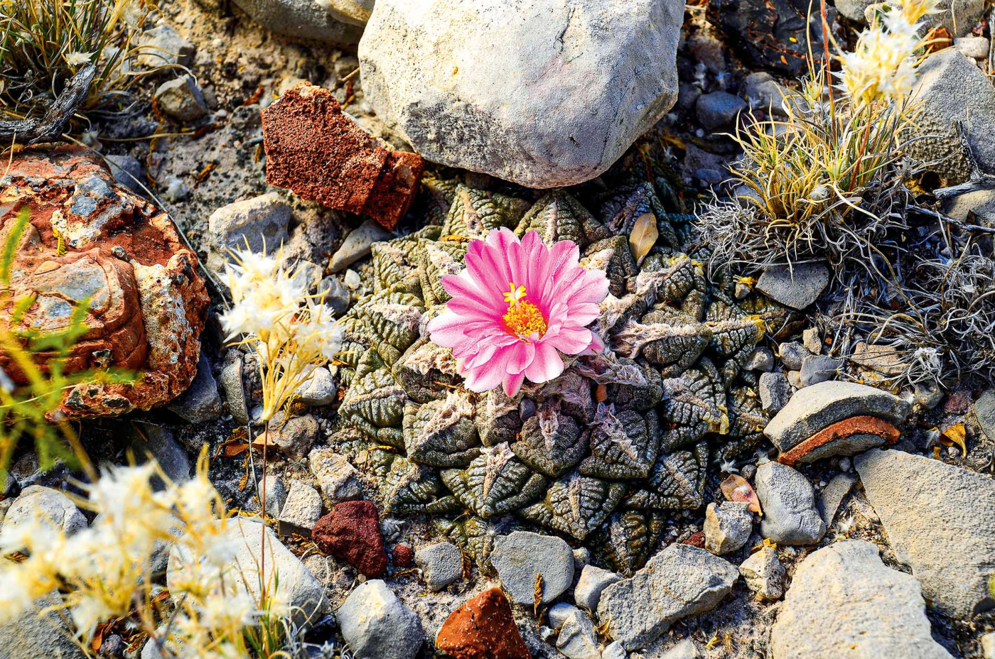 Cactus bloom among rocks