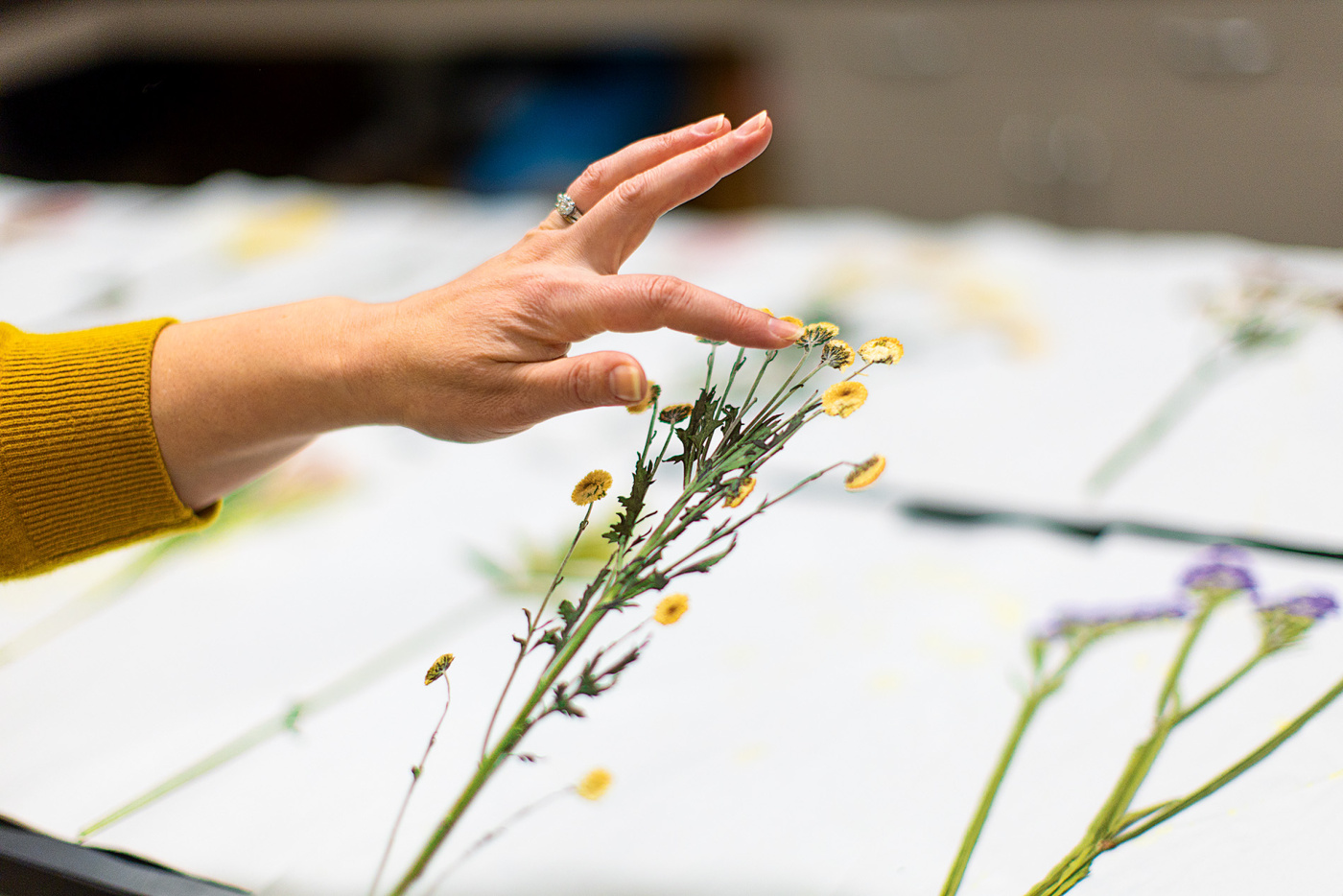 Pressed flowers