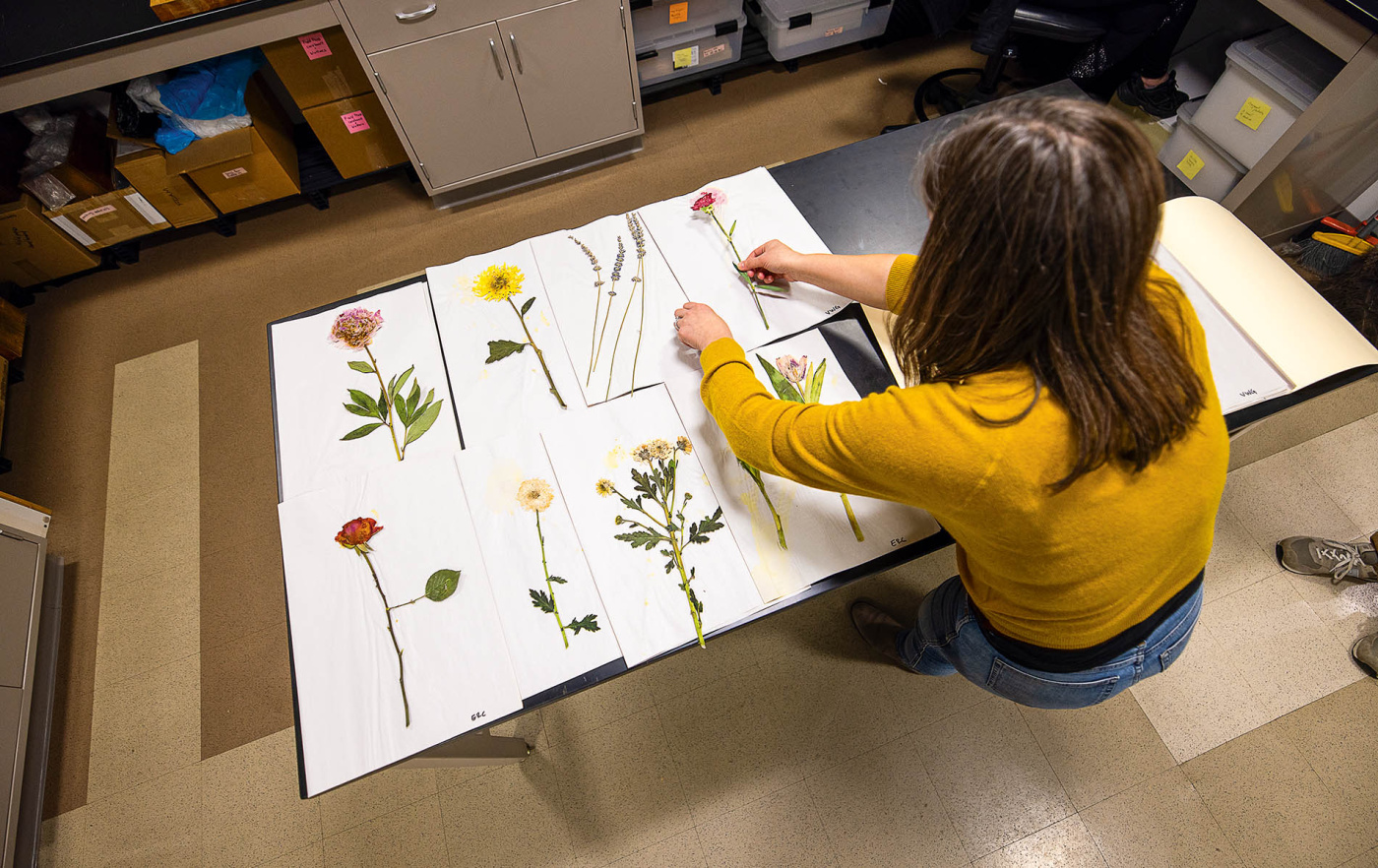 Pressed flowers on a table
