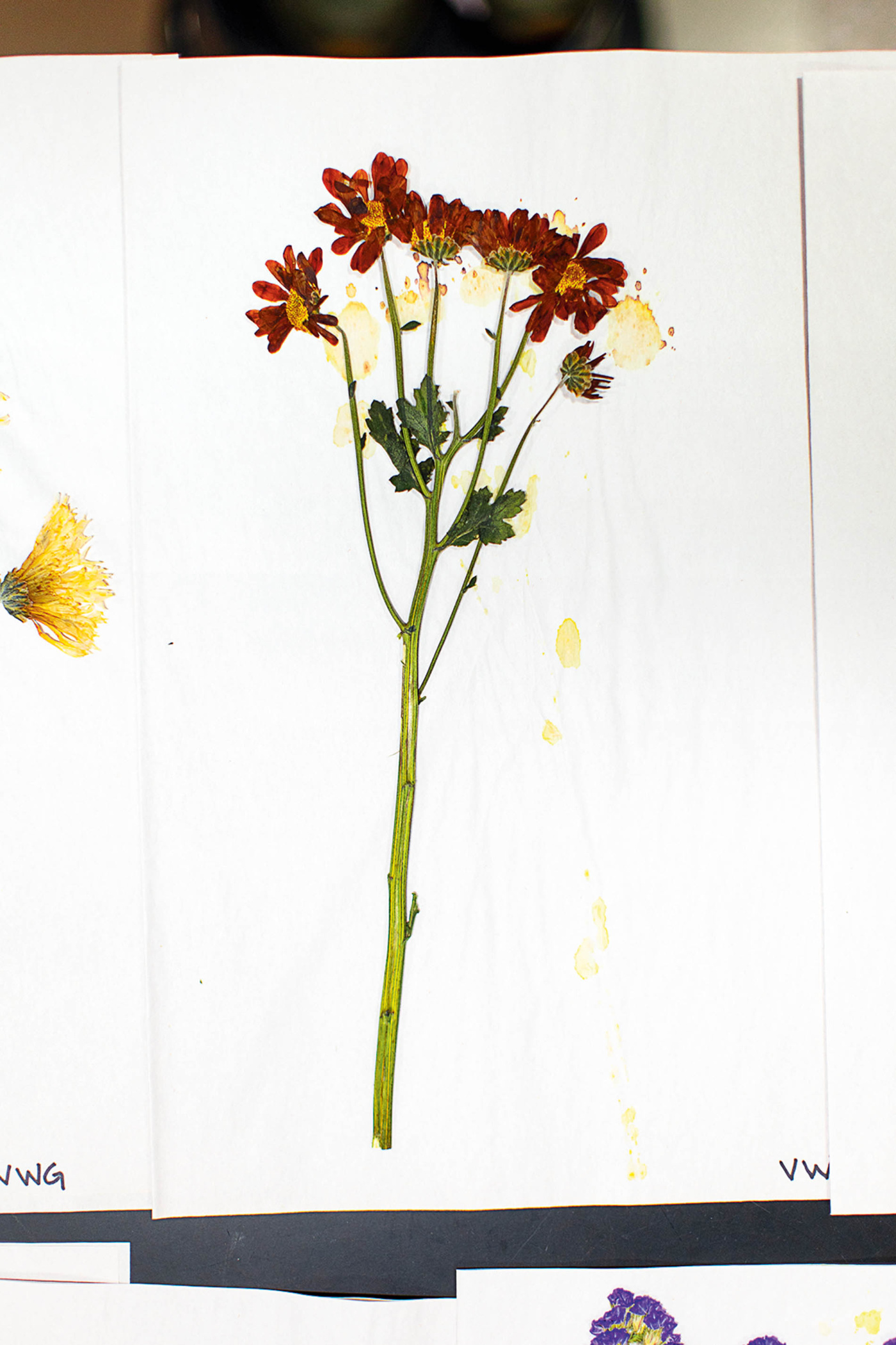 Pressed flower