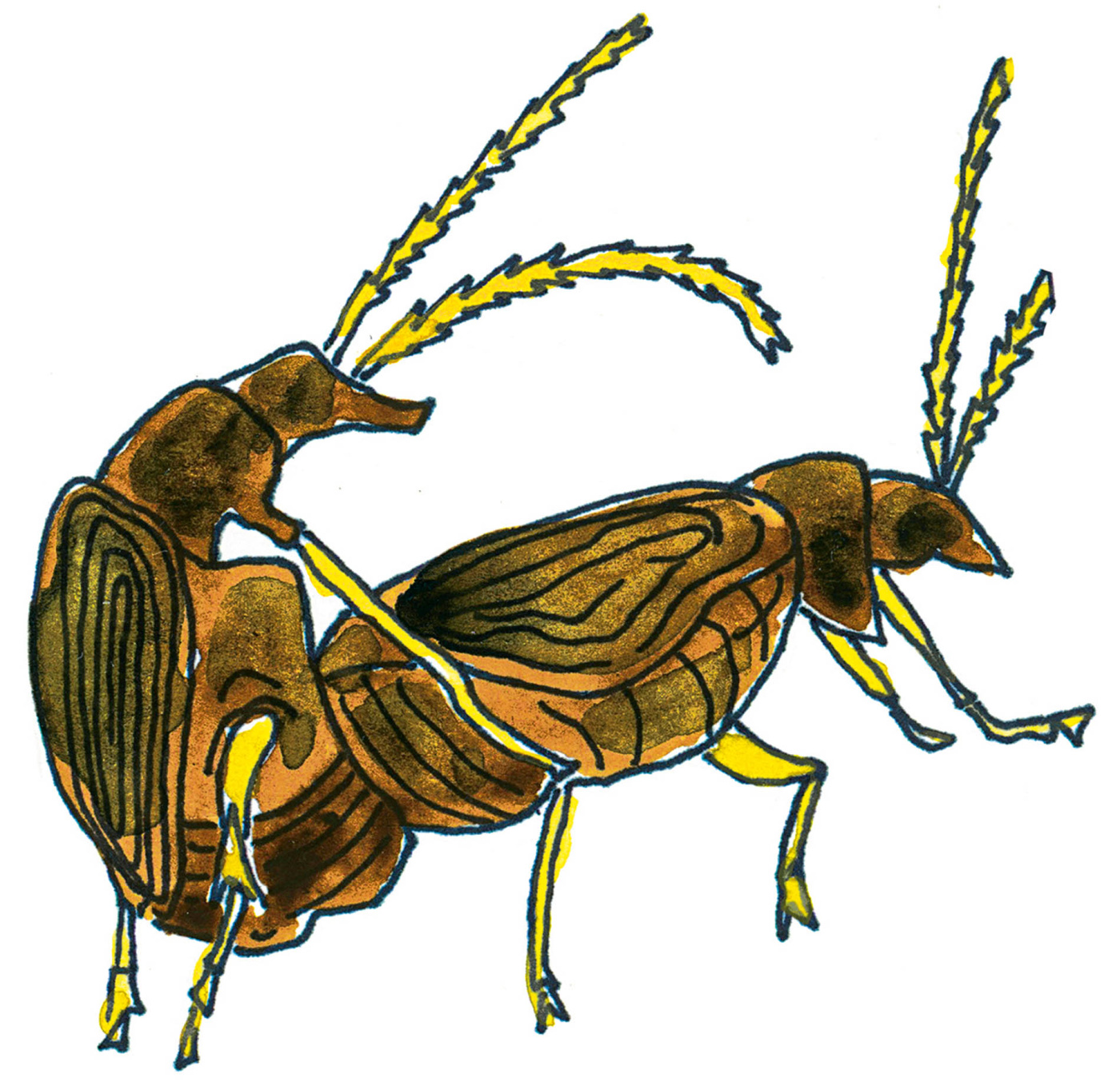 Illustration of bugs mating