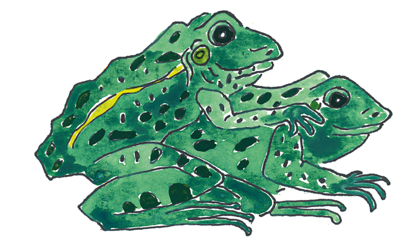 Illustration of frogs mating