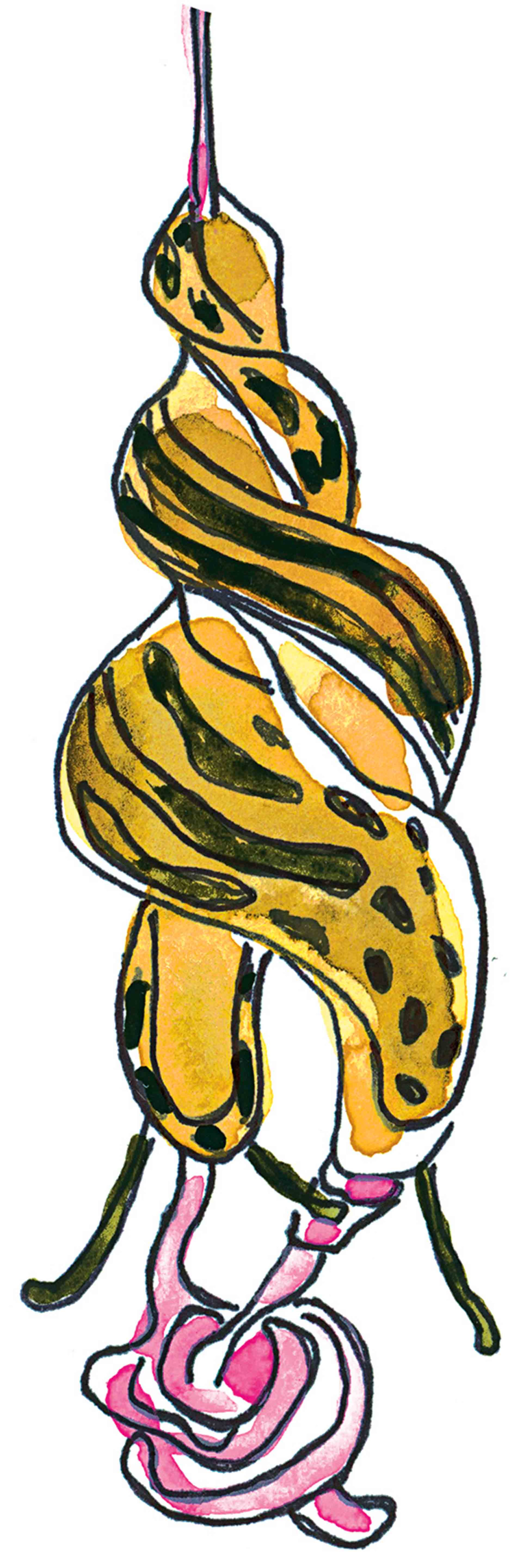Illustration of leopard slugs
