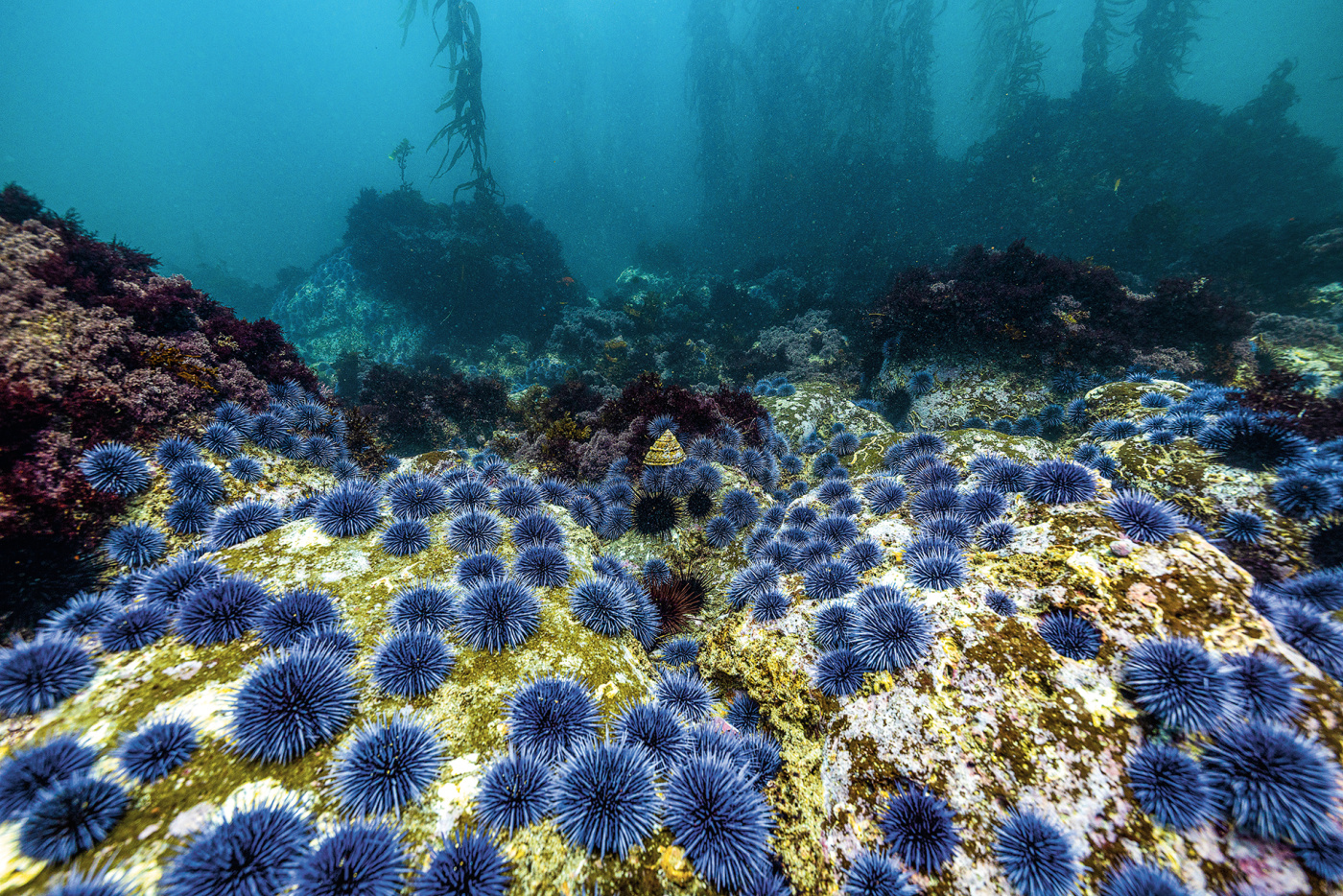 Urchin barrens in Baja California, Mexico