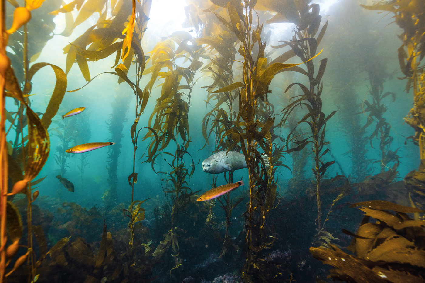 A harbor seal swims in the kelp forest in Baja California, Mexico