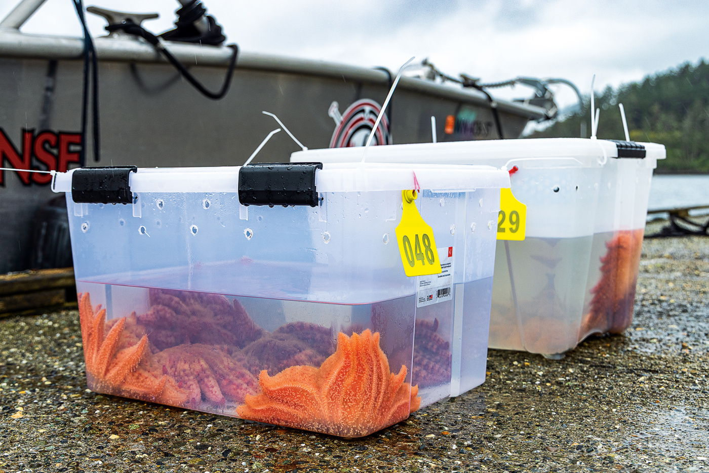 Sunflower sea stars await release