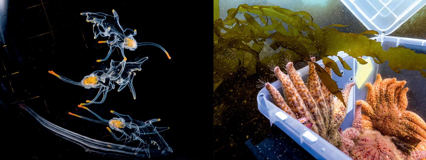 embryonic sea stars; release of full grown sea stars