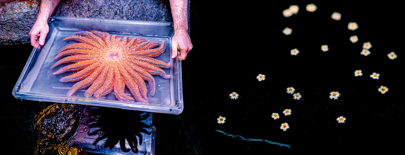 Adult sea star after spawning; newly settled starts in a droplet of water