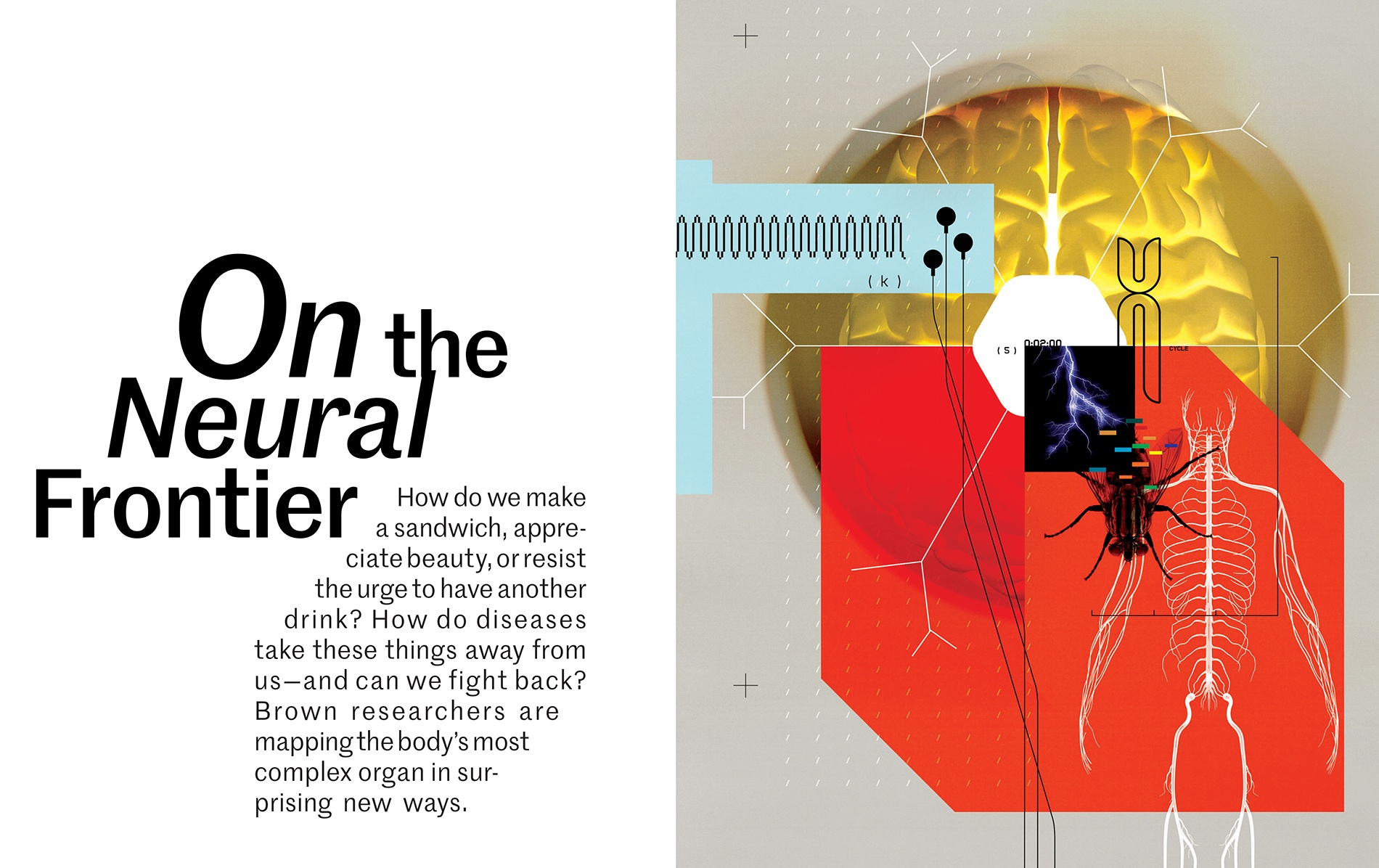 Brain science illo showing a brain, nervous system, dna marker, and a fly