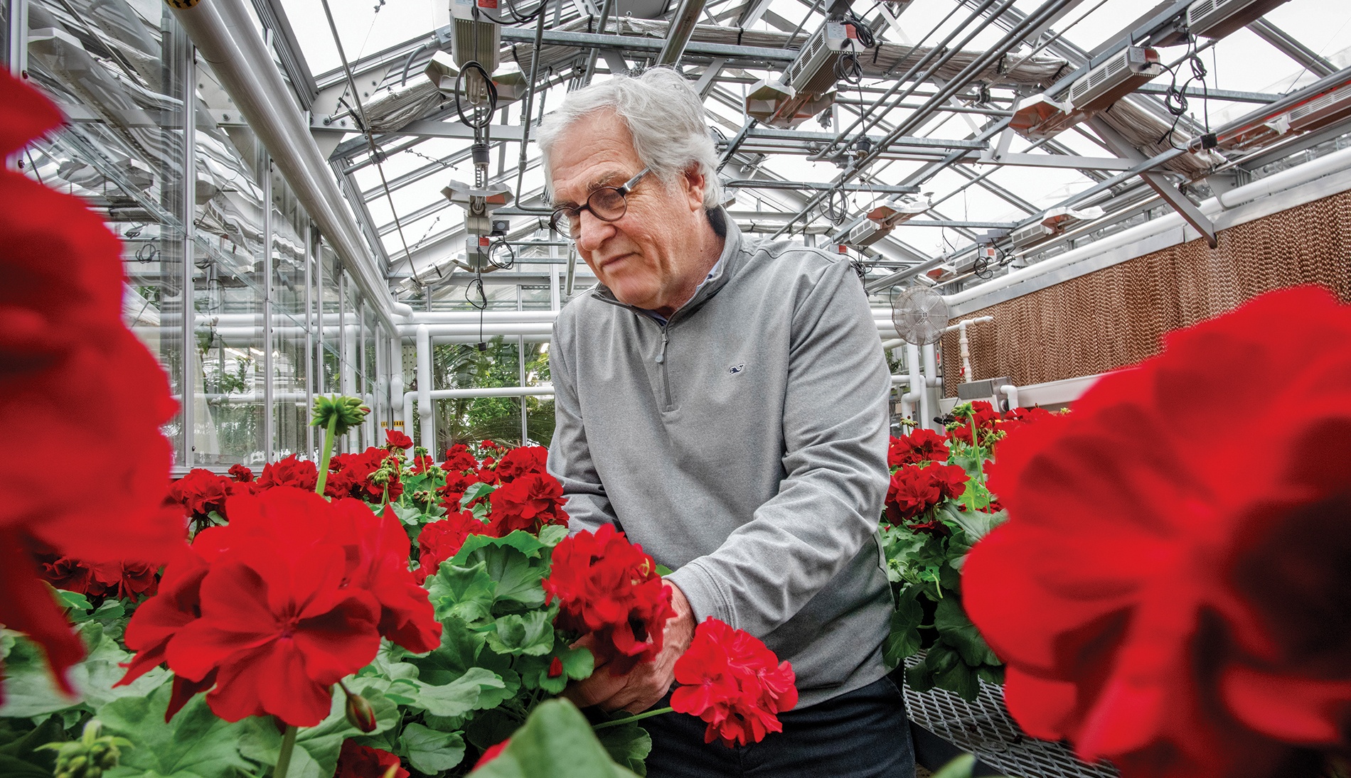 Jackson, director of Brown’s Plant Environmental Center, with his hand-tended Commencement geraniums