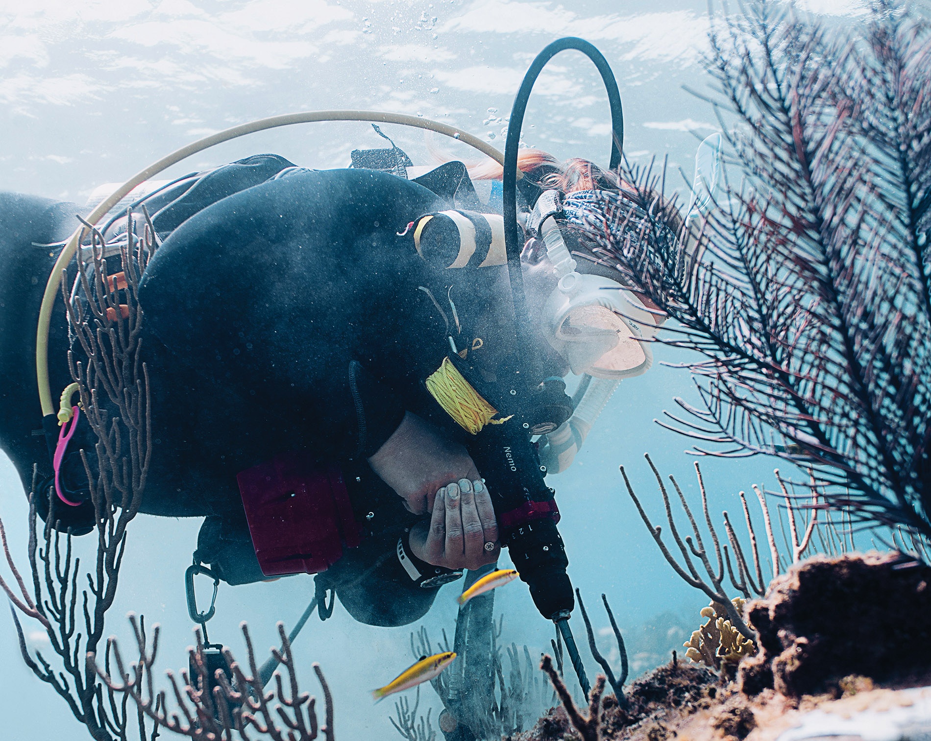 Image of Katey Lesneski underwater planting fragments of coral in a Bahamas reef.