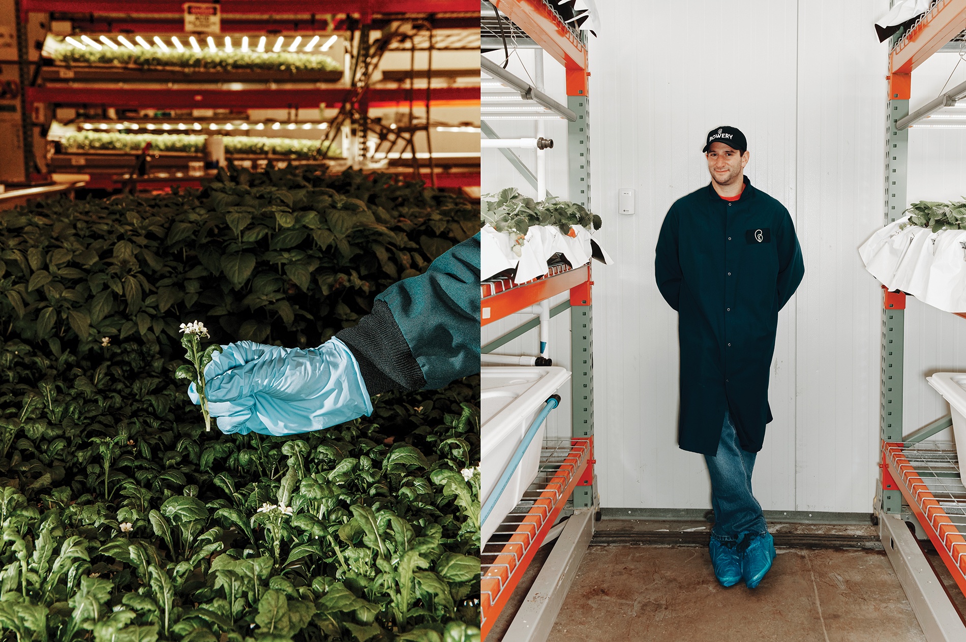 pair of photos: young alfalfa plants on the left, Irving Fain ’02 on the right