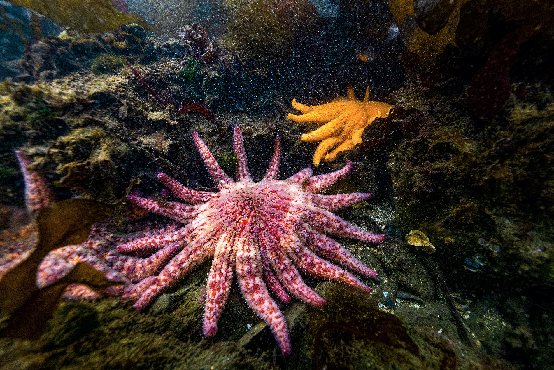 Sea stars explore the ocean for the first time