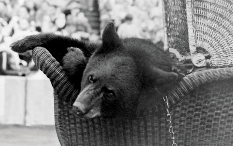 A vintage photograph of a bear in a stroller, from 1948.