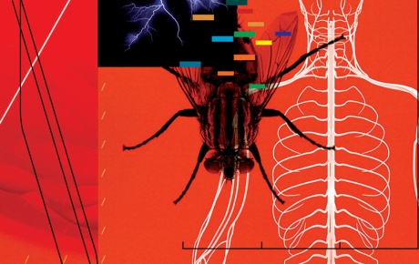 Brain science illo showing nervous system, dna marker, and a fly