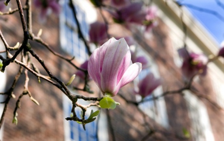 Image of magnolia in front of UHall Brown University image by John Abromowski / Brown University