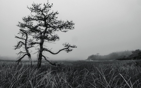 Image of a tree in wetlands by Jesse Burke