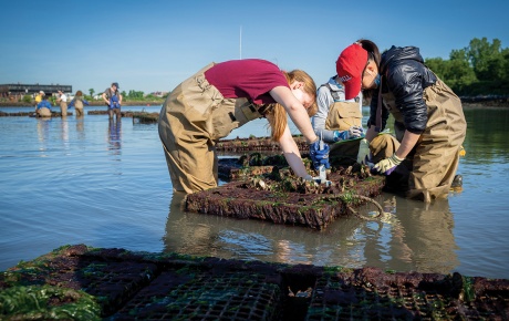 Image of two people knee-deep in water harvesting oysters with an oyster cage in the foreground.