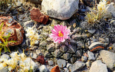 Cactus bloom among rocks