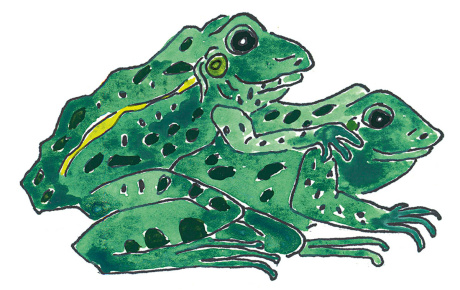 Illustration of two frogs mating