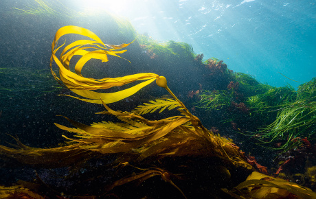 Kelp wafts in an ocean current